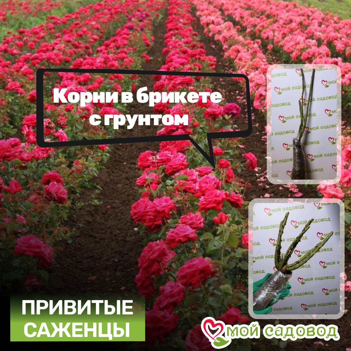 Роза Фри Спирит